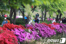 철쭉이 활짝 폈어요