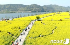 창녕 낙동강유채단지,관광객 120만명 찾아