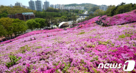 만개한 군포철쭉동산