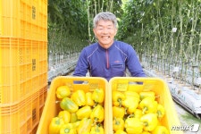 고성 파프리카, 일본 수출 효자품목으로 우뚝  