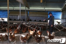 단양군, 산란계 동물복지 축산농장 인증률 전국 최고