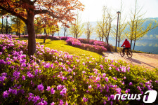 [화보]울긋불긋 영산홍 만개…안동 월영공원