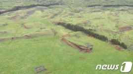 제주 목장에서 풀 뜯는 소