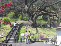 평창군, 천연기념물 운교리 밤나무 주변정비 착수