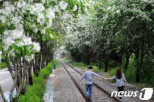 손 잡고 함께 걷는 이팝나무 철길