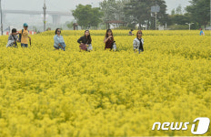 유채꽃이 반가운 관광객들