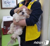 [뚱아저씨의 동행] 한쪽 눈이 없는 시추의 견생역전