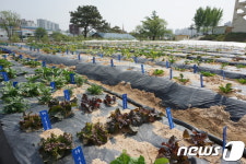 경기농기원, 내년까지 우수 토종채소 민간에 보급