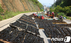 미역으로 뒤덮힌 진입로