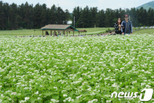 제주 메밀꽃 장관