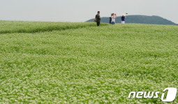 메밀꽃 물결 일렁이는 제주