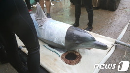 20년만에 귀향길 오른 남방큰돌고래 금등·대포