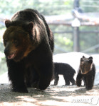 엄마곰 아기곰
