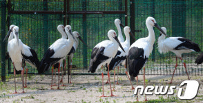 교원대 “청주·진천 등 5곳 황새 서식지 적절”