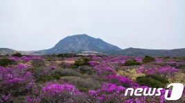 제주 한라산, 연분홍빛으로 물들다…털진달래 만개