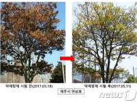 제주, 담팔수 나무 병원균 방제방법 발견