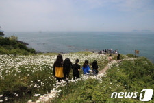 [포토]변산마실길 활짝 밝히는 데이지 꽃길