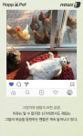 [펫카드] 닭들을 팬으로 거느린 고양이