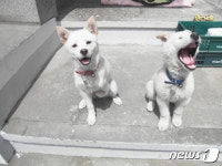 [뚱아저씨의 동행] 문 대통령의 마루와 뚱아저씨의 흰돌이 
