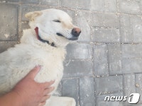 [뚱아저씨의 동행] 문 대통령의 마루와 뚱아저씨의 흰돌이 