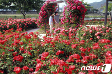 만발한 붉은 장미