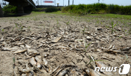 가뭄으로 인해 말라 죽은 물고기들