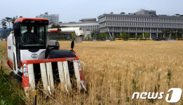 청보리 수확