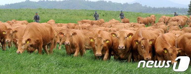 대관령에서 자라는 건강한 한우들