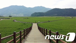 [풍경] 초록빛 순천만 습지에서 건강한 여름을…