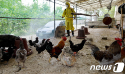 전국으로 확산되는 AI  방역하는 양계농장