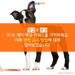 [올어바웃펫] 반려견의 배변 교육 이젠 실수하지 않아요