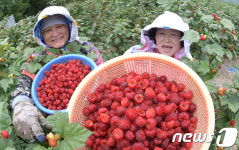 “복분자 수확해요”