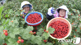 “거창 복분자 드세요”