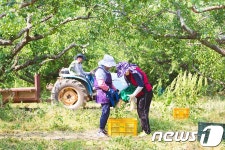 보해 매실농원 햇매실 수확