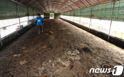 텅 빈 닭장에서 서성이는 농장주