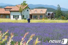 고성 라벤더 축제 한창