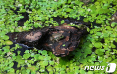멸종위기 금개구리 궁동생태공원에 복원 성공