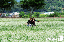 [화보] 춘천 서면 신매리의 메밀꽃 필 무렵