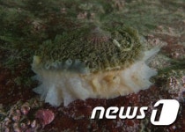 장수삿갓조개 국내 최대 개체군 서해5도서 발견