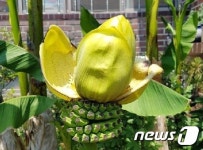 광주에서 열린 바나나...따뜻해진 날씨 탓