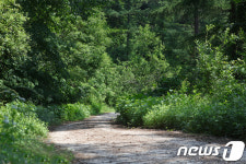 용인에 20km 이르는 ‘힐링숲길’ 생긴다 