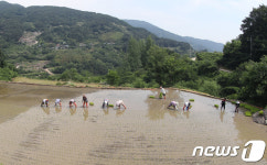 지리산 자락 다랭이논의 모내기