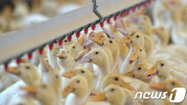 폭염에 목이 마른 오리들