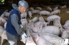 행복한 미소 머금은 돼지들