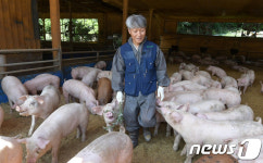 주인 따르는 돼지들