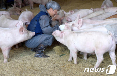 행복하게 자라는 돼지들