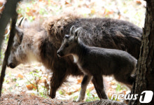 양구 산양증식복원센터에서 태어난 산양