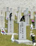유공자 묘비 찾은 까치