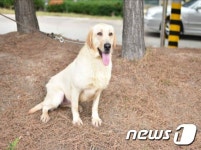 관세청, 국가 위해 활동 후 은퇴한 탐지견 가족 찾는다