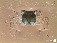 부산 수산자원연구소, 어린 동남참게 20만 마리 방류